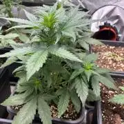 Delicious  Seeds 2026
