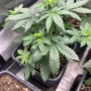 Paradies Seeds Test 👍.