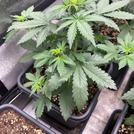 Paradies Seeds Test 👍.