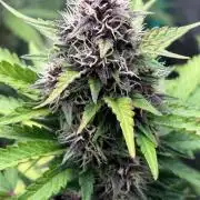 Paradies Seeds Test 👍.