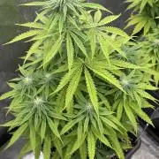 Black Lemon Exotic Seeds