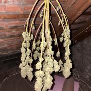 Eternity 2026 Sticky Broccoli