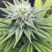 Black Lemon Exotic Seeds
