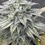 Black Lemon Exotic Seeds