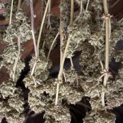 Erdbeere Banane Gelato xl #2