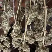 Erdbeere Banane Gelato xl #2