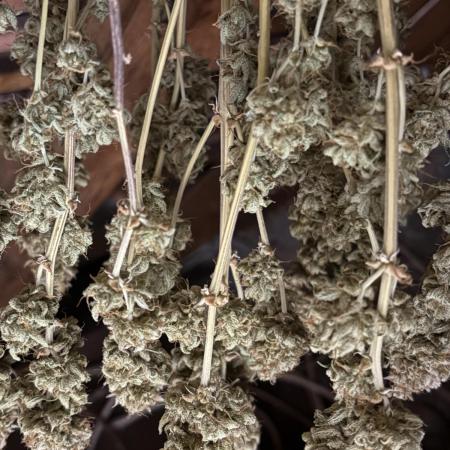 Erdbeere Banane Gelato xl #2