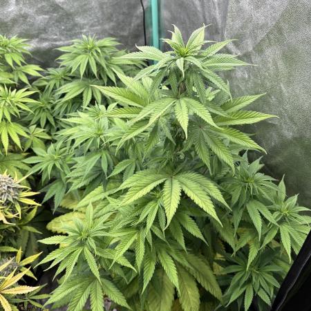 The White Sweet Candy Test Seeds