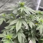 Eternity 2026 Sticky Broccoli