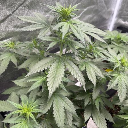 Eternity 2026 Sticky Broccoli