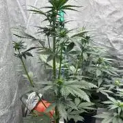 Paradies Seeds Test 👍.