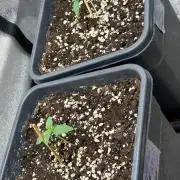 Paradies Seeds Test 👍.