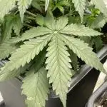 Zkittaberry Auto