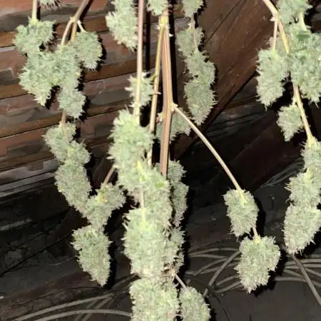 Zkittaberry Auto
