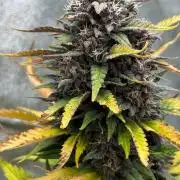 Paradies Seeds Test 👍.