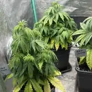 Black Lemon Exotic Seeds