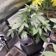 Eternity 2026 Sticky Broccoli