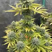 Black Lemon Exotic Seeds