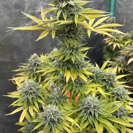 Black Lemon Exotic Seeds