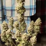 Black Lemon Exotic Seeds