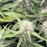 Delicious  Seeds 2026