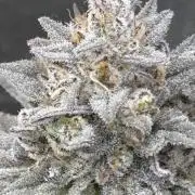 Black Lemon Exotic Seeds