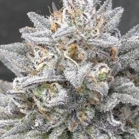 Black Lemon Exotic Seeds