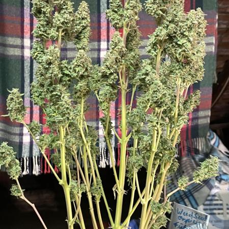 Future1Auto WeedSeed