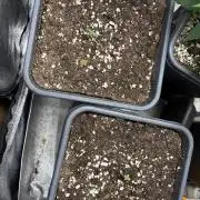 Erdbeere Banane Gelato xl #2