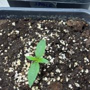 Delicious Seeds 2026