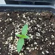 Delicious  Seeds 2026