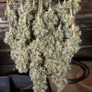 The White Sweet Candy Test Seeds