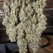 The White Sweet Candy Test Seeds