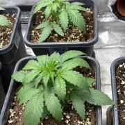 Delicious Seeds 2026