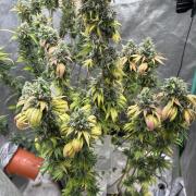 The White Sweet Candy Test Seeds