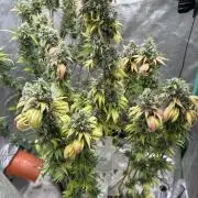 The White Sweet Candy Test Seeds