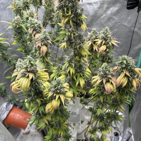 The White Sweet Candy Test Seeds