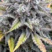 Erdbeere Banane Gelato xl #2