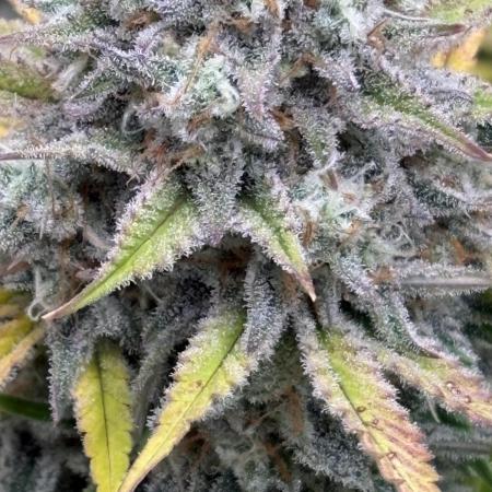 Erdbeere Banane Gelato xl #2