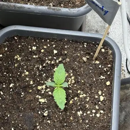 The White Sweet Candy Test Seeds