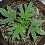 Grow #3 - ILGM Northern Lights