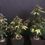 RQS - Purplematic CBD