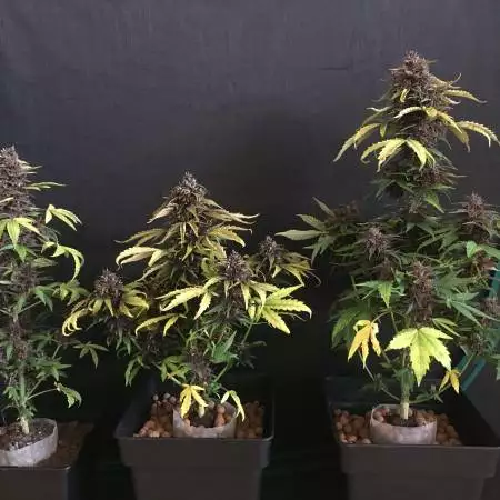 RQS - Purplematic CBD