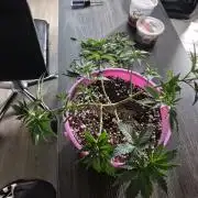 Dwc + Coco Blueberry Breath + 2 Strains