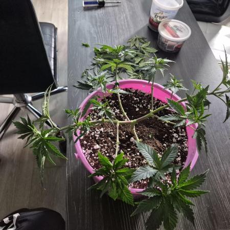 Dwc + Coco Blueberry Breath + 2 Strains