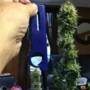 Black Skull Seeds - Jack Herer