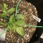 Auto White Widow pyramid seeds