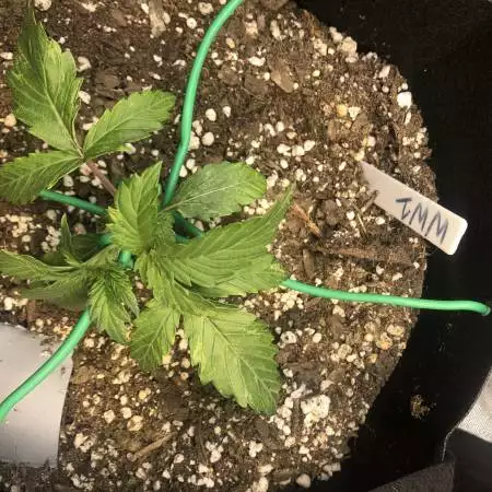 Auto White Widow pyramid seeds
