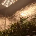 God Bud Grow