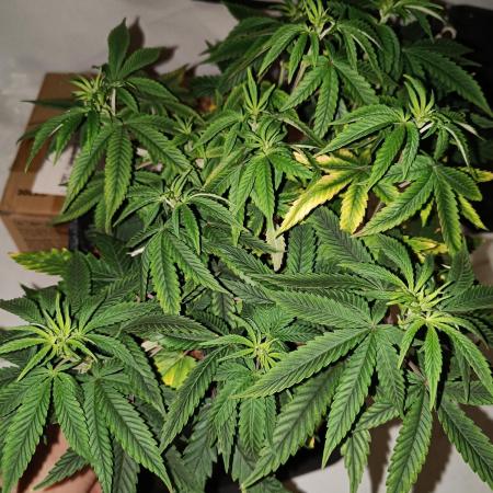 RQS Sherbet Queen